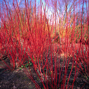Drieň biely Sibirica, 40/50 cm, v črepníku Cornus alba Sibirica