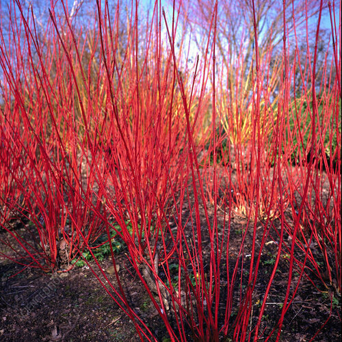 Drieň biely Sibirica, 40/50 cm, v črepníku Cornus alba Sibirica