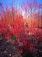 Drieň biely Sibirica, 40/+ cm, v črepníku 3l Cornus alba Sibirica