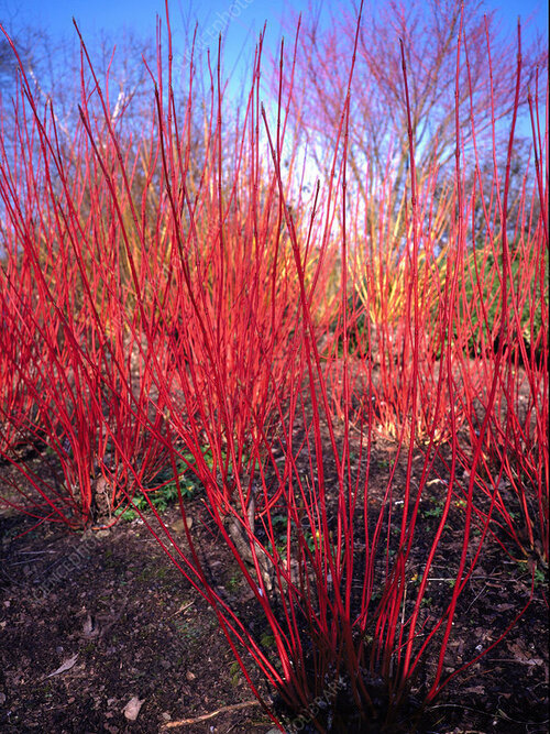 Drieň biely Sibirica, 40/+ cm, v črepníku 3l Cornus alba Sibirica