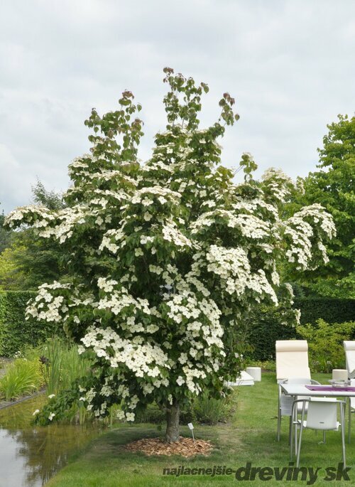 Drieň japonský ´China Girl´, výška 90/110 cm, v črepníiku 7l Cornus kousa ‘China Girl‘