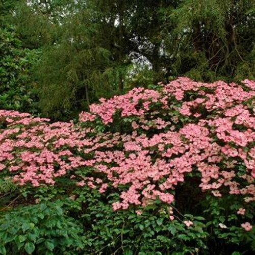 Drieň japonský Satomi, 40/50 cm, v črepníku Cornus kousa Satomi