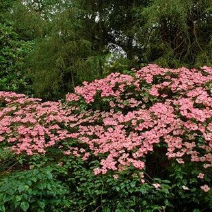 Drieň japonský Satomi, 40/50 cm, v črepníku Cornus kousa Satomi