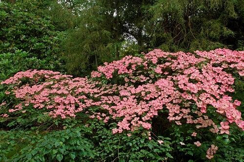 Drieň japonský Satomi, 90/100 cm, v črepníku Cornus kousa Satomi