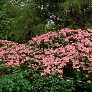 Drieň japonský Satomi, 90/100 cm, v črepníku Cornus kousa Satomi
