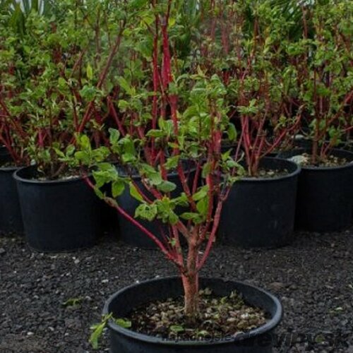 Drieň krvavý Annie s Winter Orange na kmienku 80/100 cm, v črepníku Cornus sanguinea Annie s Winter Orange