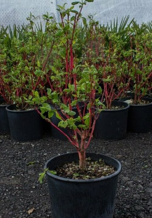 Drieň krvavý Annie s Winter Orange na kmienku 80/100 cm, v črepníku Cornus sanguinea Annie s Winter Orange