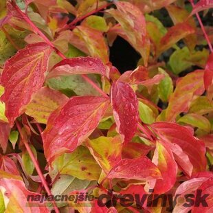 Drieň krvavý ´ANNY´S WINTER ORANGE´, výška 30/40 cm, v črepníku 2l Cornus sanguinea ´Anny´s Winter Orange´