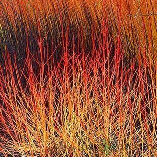 Drieň krvavý Magic Flame, 30/+cm, v črepníku Cornus sanguinea Magic Flame