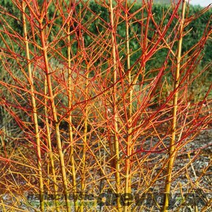 Drieň krvavý Midwinter Fire 25/35 cm, v črepníku Cornus sanguinea Midwinter Fire