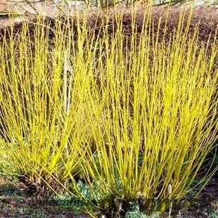 Drieň výbežkatý Flaviramea 40/60 cm, v črepníku 3l Cornus sericea Flaviramea