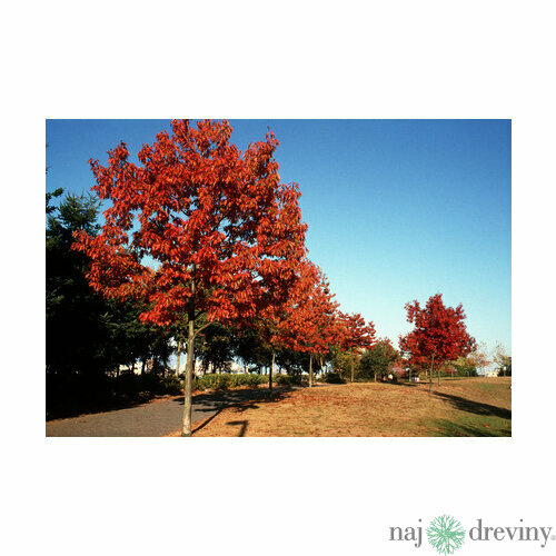 Dub červený 100/120 cm, v črepníku Quercus rubra
