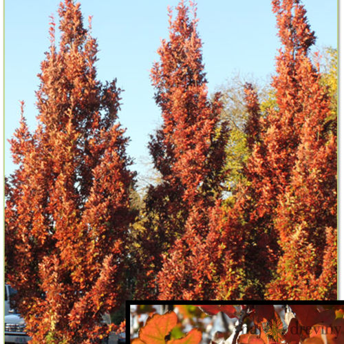 Dub Crimschmidt stĺpovitý 140/160 cm, v črepníku Quercus bimundorum Crimschmidt