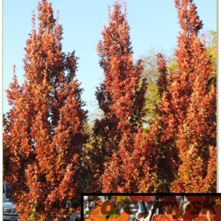 Dub Crimschmidt stĺpovitý 140/160 cm, v črepníku Quercus bimundorum Crimschmidt