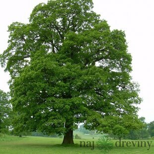 Dub letný, 180/200 cm v črepníku Quercus robur