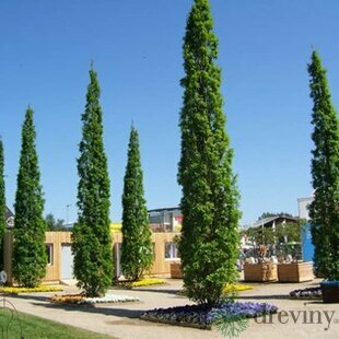 Dub letný Fastigiata 80/100 cm, v črepníku Quercus robur Fastigiata