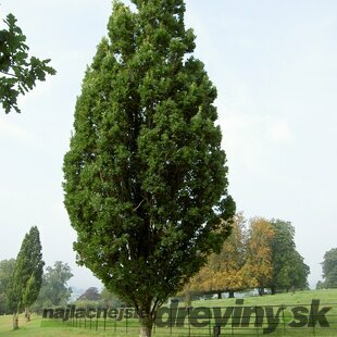 Dub letný Fastigiata, výška 140/160 cm, v črepníku Quercus robur Fastigiata