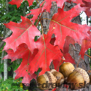 Dub letný, výška 300/+ cm, v črepníku Quercus robur