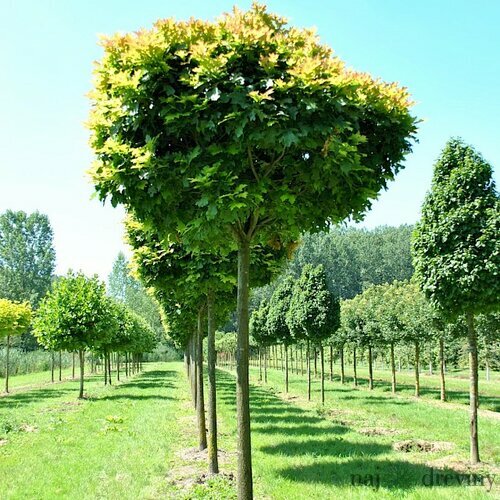 Dub močiarny Green Dwarf, 180/200 cm, obvod kmínku 8/10 cm Quercus palustris Green Dwarf