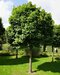 Dub močiarny Green dwarf, na kmienku 180/200 cm Quercus palustris Green dwarf