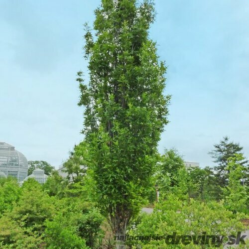 Dub močiarny Green Pillar 170/200 cm, v črepníku Quercus palustris Green Pillar