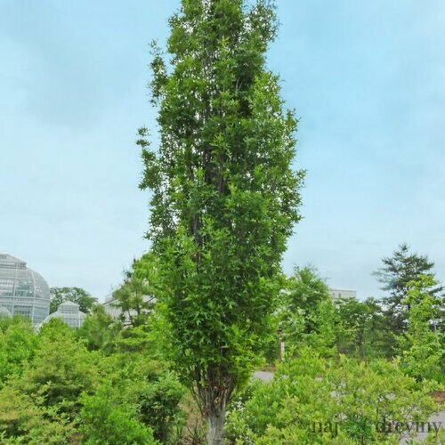 Dub močiarny Green Pillar, 300/+cm, v črepníku Quercus palustris Green Pillar