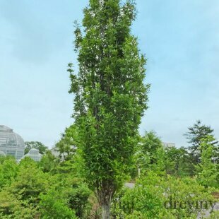 Dub močiarny Green Pillar, 300/+cm, v črepníku Quercus palustris Green Pillar