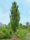 Dub močiarny Green Pillar, 300/+cm, v črepníku Quercus palustris Green Pillar