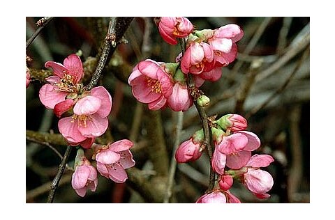 Dulovec superba Pink Lady, v črepníku Chaenomeles superba Pink Lady