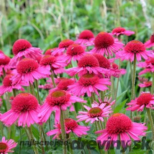 Echinacea ´Delicious Candy´ - cukríková , výška 10/15 cm, v črepníku P9 Echinacea Delicious Candy