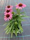 Echinacea ‘Fountain Light Purple‘ 20/40 cm v črepníku 2l Echinacea ‘Fountain Light Purple‘
