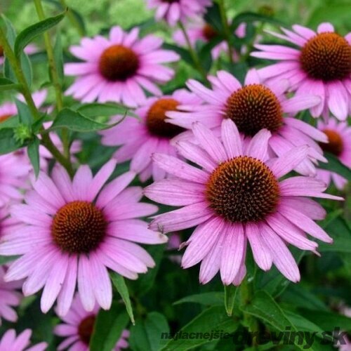 Echinacea ‘Fountain Light Purple‘ 20/40 cm v črepníku 2l Echinacea ‘Fountain Light Purple‘