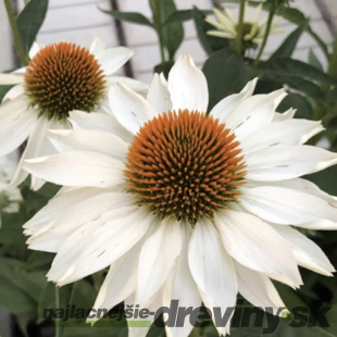 Echinacea ‘Meditation White‘ PBR, výška 30/40 cm, v črepníku 2l Echinacea ‘Meditation White‘ PBR