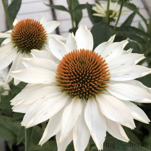 Echinacea ‘Meditation White‘ PBR, výška 40/+ cm, v črepníku 2l Echinacea ‘Meditation White‘ PBR