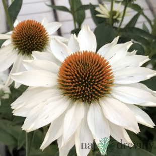 Echinacea ‘Meditation White‘ PBR, výška 40/+ cm, v črepníku 2l Echinacea ‘Meditation White‘ PBR