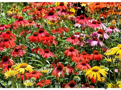 Echinacea purpurea ´Cheyenne Spirit´, v črepníku P9 Echinacea purpurea ´Cheyenne Spirit´