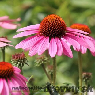 Echinacea purpurová Magnus, výška 20/30 cm, v črepníku 2l Echinacea purpurea Magnus