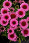 Echinacea SunMagic ‘Vintage Pink‘ 30/50 cm v črepníku 2l Echinacea SunMagic ‘Vintage Pink‘