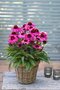 Echinacea SunMagic ‘Vintage Pink‘ 30/50 cm v črepníku 2l Echinacea SunMagic ‘Vintage Pink‘