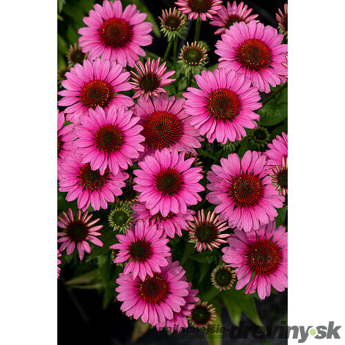 Echinacea SunMagic ‘Vintage Pink‘ 30/50 cm v črepníku 2l Echinacea SunMagic ‘Vintage Pink‘