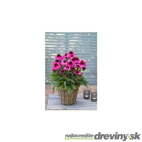 Echinacea SunMagic ‘Vintage Pink‘ 30/50 cm v črepníku 2l Echinacea SunMagic ‘Vintage Pink‘