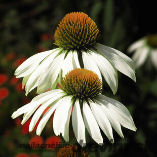 Echinacea zlatá búrka 10/15 cm, v črepníku Echinacea purpurea Alba