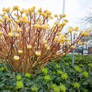 Edgeworthia