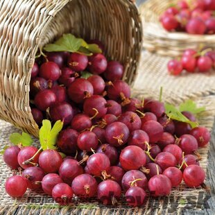 Egreš červený kríčkový Spine Free beztŕňový 20/25 cm, v črepníku Ribes grossularia Spine Free