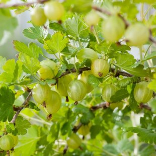 Egreš ‘Hinnonmäki Grön‘, výška 65/75 cm, v črepníku - samoopelivý egreš Ribes uva - crispa