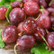 Egreš kríčkový Himnonmaki Rot červený, v črepníku Ribes uva - crispa Himnonmaki rot