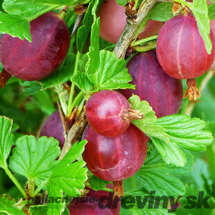 Egreš kríčkový Himnonmaki Rot červený, výška 65/75 cm, v črepníku Ribes uva - crispa Himnonmaki Rot