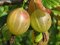 Egreš kričkový Puškinskij - biely, výška 20/50 cm, v črepníku 2l Ribes uva – crispa ´Puškinskij´