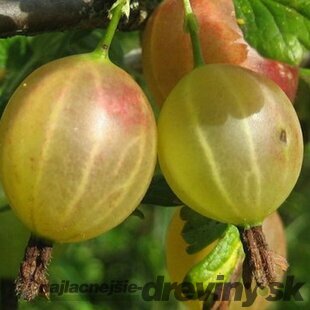 Egreš kričkový Puškinskij - biely, výška 20/50 cm, v črepníku 2l Ribes uva – crispa ´Puškinskij´