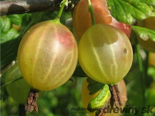 Egreš kričkový Puškinskij - biely, výška 20/50 cm, v črepníku 2l Ribes uva – crispa ´Puškinskij´